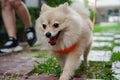 pet, pet owner walks with a small dog breed or pomeranian