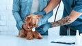 Pet owner with Yorkshire terrier on visit to vet doc at animal clinic, closeup of hands