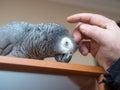 Pet parrot care