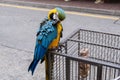 Pet parrot standing on bird cage Royalty Free Stock Photo