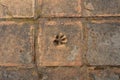 Pet pawprint on a brick floor
