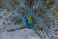 A Peacock Dancing and having fun