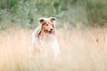 Shetland Sheepdog. Sheltie Dog. Pet photo. Dog outdoor Royalty Free Stock Photo