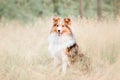 Shetland Sheepdog. Sheltie Dog. Pet photo. Dog outdoor Royalty Free Stock Photo