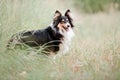 Shetland Sheepdog. Sheltie Dogs. Pet photo. Dog outdoor Royalty Free Stock Photo