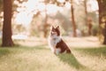 Shetland Sheepdog. Sheltie Dogs. Pet photo. Dog outdoor Royalty Free Stock Photo