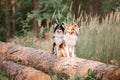 Shetland Sheepdog. Sheltie Dogs. Pet photo. Dog outdoor Royalty Free Stock Photo