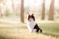 Shetland Sheepdog. Sheltie Dogs. Pet photo. Dog outdoor Royalty Free Stock Photo