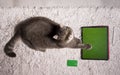 pet playing game on tablet with green screen,cat sitting on table next a tablet Royalty Free Stock Photo