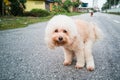 Pet poodle dog pooping on street Royalty Free Stock Photo