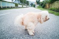 Pet poodle dog pooping on street Royalty Free Stock Photo