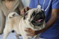 Pet pug in a veterinary clinic