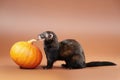 Dark ferret posing in studio with pumpkin Royalty Free Stock Photo