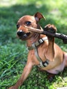 Pet puppy dog breed Dwarf pincher is played in grass with a tree branch Royalty Free Stock Photo