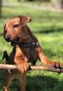 Pet Puppy Dog Pincher is played in grass and barking Royalty Free Stock Photo