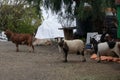 Farm Animal Series - Milk Goat Breeds - American Pygmy