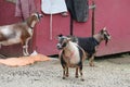 Farm Animal Series - Milk Goat Breeds - American Pygmy Royalty Free Stock Photo