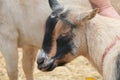 Farm Animal Series - Milk Goat Breeds - American Pygmy Royalty Free Stock Photo