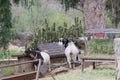 Farm Animal Series - Milk Goat Breeds - American Pygmy and Nigerian Pygmy