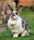 Pet Rabbit Royalty Free Stock Photo