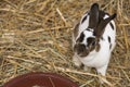Pet Rabbit Royalty Free Stock Photo