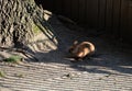 A pet brown rabbit escaped into a city park and was spotted by a large oak tree in the morning sun hairy eared domesticated and