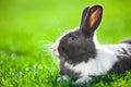 Pet rabbit on green grass. Royalty Free Stock Photo