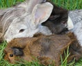 Pet Rabbit and Guinea Pigs Royalty Free Stock Photo