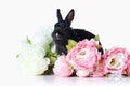 Pet. Rabbit isolated on white background Royalty Free Stock Photo