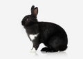 Pet. Rabbit isolated on white background Royalty Free Stock Photo