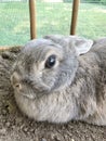 Pet rabbit portrait looking at camera Royalty Free Stock Photo