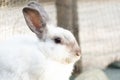 Pet rabbit raised in the garden. Looking to explore the area around him