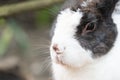 Pet rabbit raised in the garden. Looking to explore the area around him