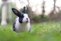 Pet rabbit raised in the garden. Looking to explore the area around him