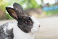 Pet rabbit raised in the garden. Looking to explore the area around him