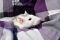 The pet rat dumbo sits on the hands of the hostess on a walk in the park on a sunny summer day. Portrait of a white pet rat on the Royalty Free Stock Photo