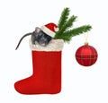 Rat in the Christmas stocking 2 Royalty Free Stock Photo