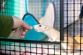 A pet rat taking a treat from a person`s hand