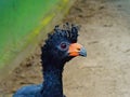 Red-billed Curassow Crax blumenbachii Royalty Free Stock Photo