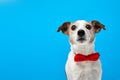 Dog Portrait breed of Jack Russell Terrier Pet bow tie