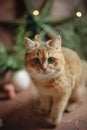 pet red cat with green eyes in New Year`s decor Royalty Free Stock Photo