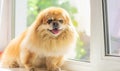 Pet relax at home, waiting his owner, adoption concept Royalty Free Stock Photo