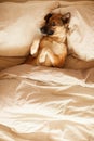 Pet resting in the bedroom Royalty Free Stock Photo