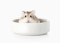 Pet. Roborovski hamster isolated on white background