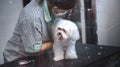 Pet salon service for hair cut pluffy dog