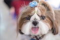 Pet `Shih-tzu` dog species puppy Royalty Free Stock Photo