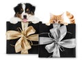 Pet shop black friday and cyber monday gift card with dog and cat on package with silver and golden ribbon bow, isolated on white