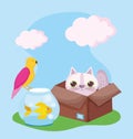Pet shop, cat in box fish and bird animals domestic cartoon