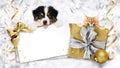 Pet shop Christmas gift card with puppies ginger cat and dog, shiny golden bow, box and balls, background with bright ribbons on Royalty Free Stock Photo