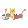 Pet shop, cute cats feline animals domestic cartoon